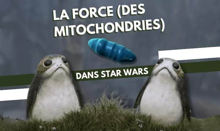 mitochondries